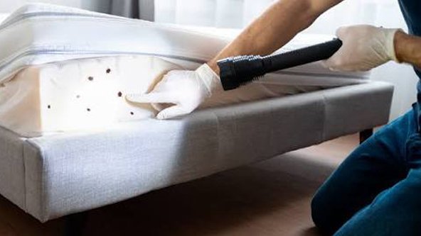 Bed Bug Specialist